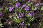 Kugel-Primel - Primula denticulata