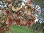 : - Banisteriopsis oxyclada