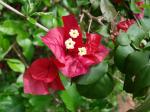 : - Bougainvillea spectabilis