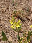 : - Camarea affinis