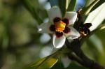 : - Clusia gardneri