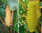 : - Calathea crotalifera