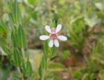 : - Cuphea spermacoce