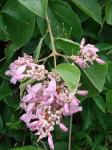 : - Cuspidaria floribunda