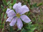 : - Diplusodon floribundus