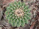 : - Discocactus placentiformis