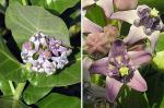 Oscher - Calotropis procera