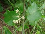 : - Fridericia florida