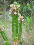 : - Hyptis cruciformis