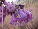 Jacardabaum - Jacaranda caroba
