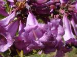 : - Jacaranda macrantha