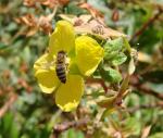 : - Ludwigia tomentosa