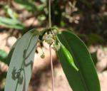 : - Macroditassa adnata