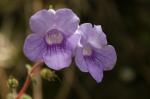 : - Mandirola ichthyostoma