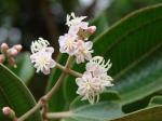 : - Acinodendron burchellii