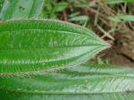: - Miconia ciliata