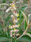 : - Miconia stenostachya
