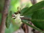 : - Phthirusa stelis