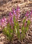 : - Polygala poaya