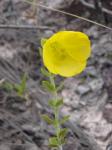 : - Schultesia crenuliflora