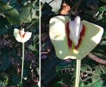 : - Centrosema macrocarpum