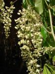 : - Serjania reticulata