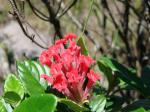 : - Stachytarpheta radlkoferiana
