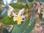: - Styrax ferrugineus