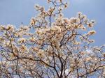: - Tabebuia roseoalba