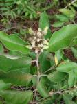 : - Vismia guianensis