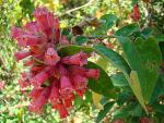 : - Cestrum fasciculatum