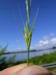 : - Elymus multiflorus