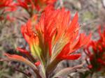 : - Castilleja angustifolia var. dubia