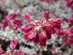 : - Eriogonum ovalifolium var. nivale
