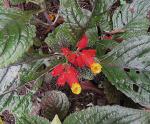 : - Chrysothemis pulchella