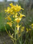 : - Neuontobotrys linearifolia