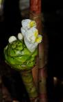 : - Costus megalobractea