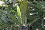 : - Asplenium phyllitidis