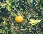 Orange - Citrus sinensis