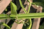 : - Cissus quadrangularis
