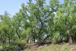 :-Bauhinia cunninghamii
