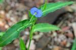 : - Commelina ensifolia