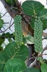Meertraubenbaum - Coccoloba uvifera
