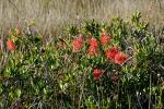Karminroter Zylinderputzer - Callistemon citrinus