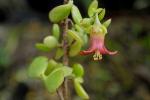 : - Cotyledon woodii