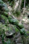 : - Dischidia imbricata