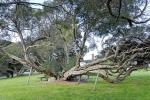 : - Melaleuca squarrosa