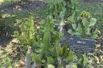 Apotheker-Aloe - Euphorbia antiquorum