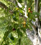 Birkenfeige-Ficus benjamina