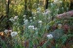 : - Helichrysum elatum